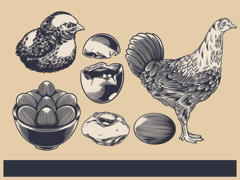 Poultry Farm Vintage Illustration. Engraved Chicken, Roster, baby chick and egg illustrations. Rural natural bird farming. Poultry business.