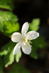 Fototapeta na wymiar Pretty little wild white Anemone (nirinsou) flower in the spring sunshine. Close up photograph with a macro lens.