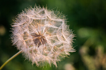 Fototapeta premium a large fluffy dandelion in the sunset rays