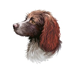 Pont-Audemer Spaniel dog portrait isolated on white. Digital art illustration of hand drawn dog for web, t-shirt print and puppy food cover design. Epagneul Pont-Audeme rare breed of French gundog.