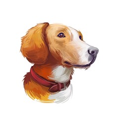 Posavac Hound dog portrait isolated on white. Digital art illustration of hand drawn dog for web, t-shirt print and puppy food cover design. Breed of hunting dog of scenthound type. Scenthound puppy.