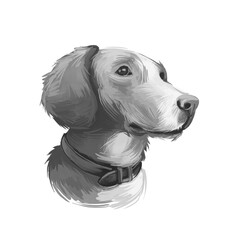 Posavac Hound dog portrait isolated on white. Digital art illustration of hand drawn dog for web, t-shirt print and puppy food cover design. Breed of hunting dog of scenthound type. Scenthound puppy.