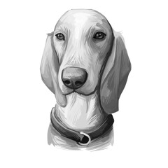 Porcelaine dog portrait isolated on white. Digital art illustration of hand drawn dog for web, t-shirt print and puppy food cover design. French scent hounds. Chien de Franche-Comte, pet shop.