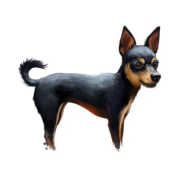 Prazsky Krysarik dog portrait isolated. Digital art illustration of hand drawn dog for web, t-shirt print and puppy food cover design. Prague Ratter small breed of dog from the Czech Republic, PK dog.