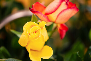 beautiful yellow rose close-up in a bouquet of flowers