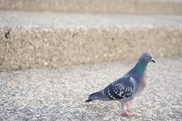 鳩