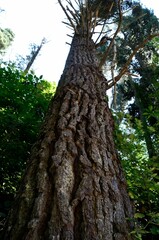 Fototapeta premium tree in the forest
