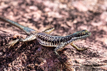 Lizard at the Buracao waterfall, Ibicoara, Chapada Diamantina in Bahia, Brazil
