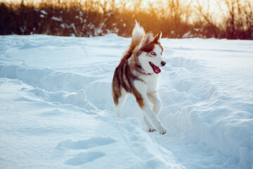 Winter Brown husky playing in the snow 