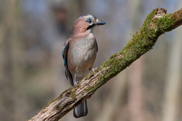 Eurasian jay ,,Garrulus glandarius,, in antural environment, Danubian wetland, Slovakia