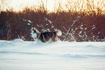 Winter Brown husky playing in the snow 