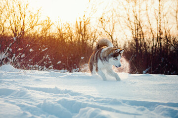 Winter Brown husky playing in the snow 