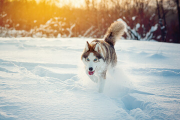 Winter Brown husky playing in the snow 