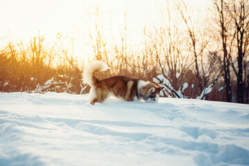 Winter Brown husky playing in the snow 