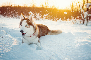 Winter Brown husky playing in the snow 