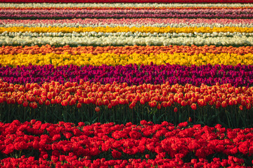 Fototapeta na wymiar Amazing fields of colorful tulips in the Netherlands bathed in golden hour during sunset.