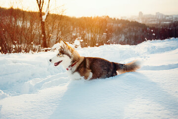 Winter Brown husky playing in the snow 
