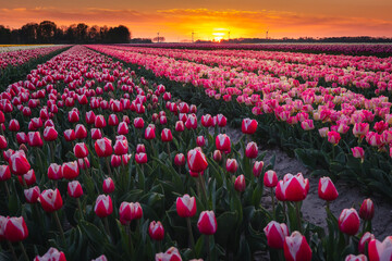 Fototapeta premium Amazing fields of colorful tulips in the Netherlands bathed in golden hour during sunset.