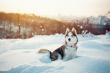 Winter Brown husky playing in the snow 
