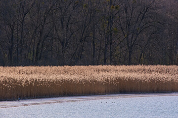 Seeufer am Bodensee im Frühjahr, Schilf und Wald