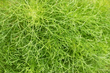 Close up green small leaves of a vegetable plant with  nature background 