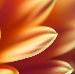 Macro Close Up of orange and purple Flower Petals