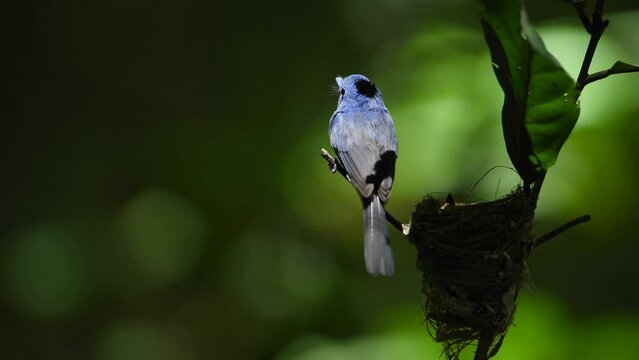 Black-naped Monarch ,Scientific Name :	Hypothymis azurea birds looking for food to feed their babies. 