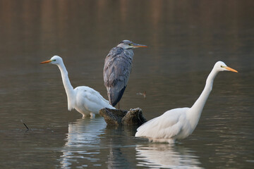 Great egret,, Ardea alba,, in natural environment, Danubian wetland, Slovakia
