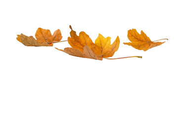 Heap of dry yellow brown maple fallen leaves isolated transparent png. Autumn season. - Powered by Adobe