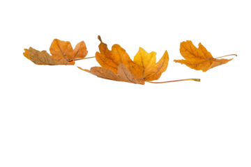 Heap of dry yellow brown maple fallen leaves isolated transparent png. Autumn season.