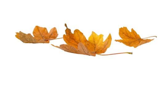 Heap of dry yellow brown maple fallen leaves isolated transparent png. Autumn season.