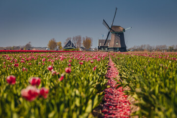 Spring view of a windmill among tulips - a classic Dutch landscape.