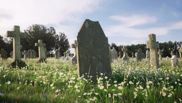 A close-up view from ground-level of numerous weathered gravestones in a cemetery overgrown with grass and daisy flowers.