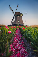 Spring view of a windmill among tulips - a classic Dutch landscape.
