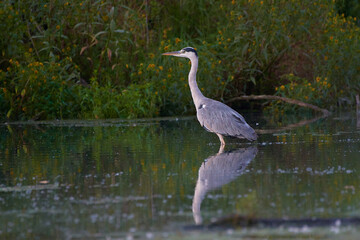 Amazing grey heron in natural environment, Danubian wetland, Slovakia