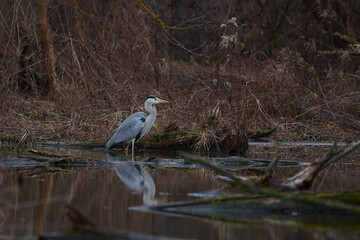 Grey heron,, Ardea cinerea,, in natural environment, Danubian wetland, Slovakia