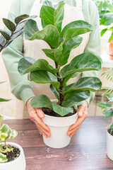 Home gardening, ficus lyrata hobby, freelancing, cozy workplace. Grandmother gardener housewife in an apron holds a pot of ficus lyrata in her hands