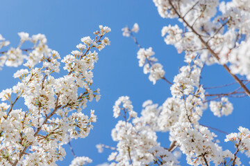 色が綺麗な満開の桜の花