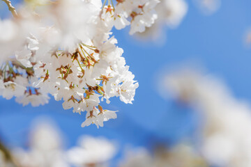 色が綺麗な満開の桜の花