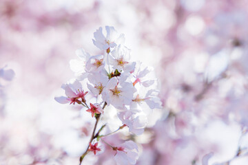 色が綺麗な満開の桜の花