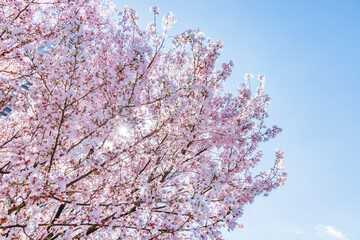 色が綺麗な満開の桜の花