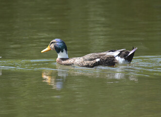 some wild ducks in a lagoon