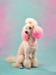 dog in jewelry on a colored background. white small poodle in the studio. fashion, jewelry. pet...