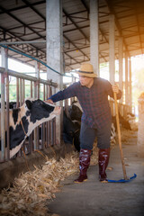 Farmer is catching the head of a cow. On his farm he loves cows.