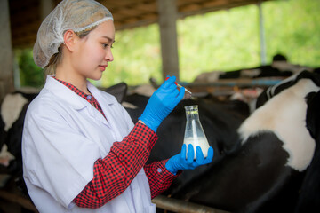 Woman Asian agronomist or animal doctor collecting milk samples at dairy farm