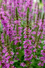 Flowering purple loosestrife plants in the summer garden (Lythrum salicaria).