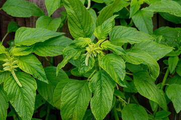 Flowering amaranth plants in the summer garden (Amaranthus caudatus).