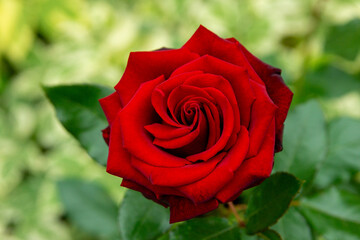 Red rose in the summer garden	