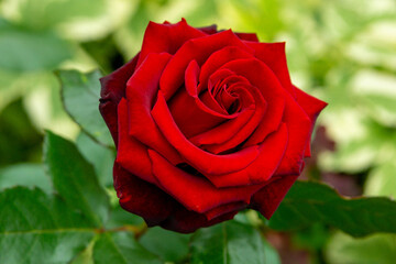 Red rose in the summer garden