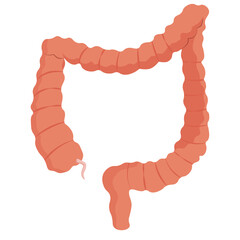 Organ of digestive system of Human Anatomy eating process, Vector illustration  